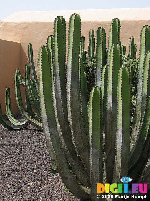 27866 Cacti at Mirador Morro Velosa